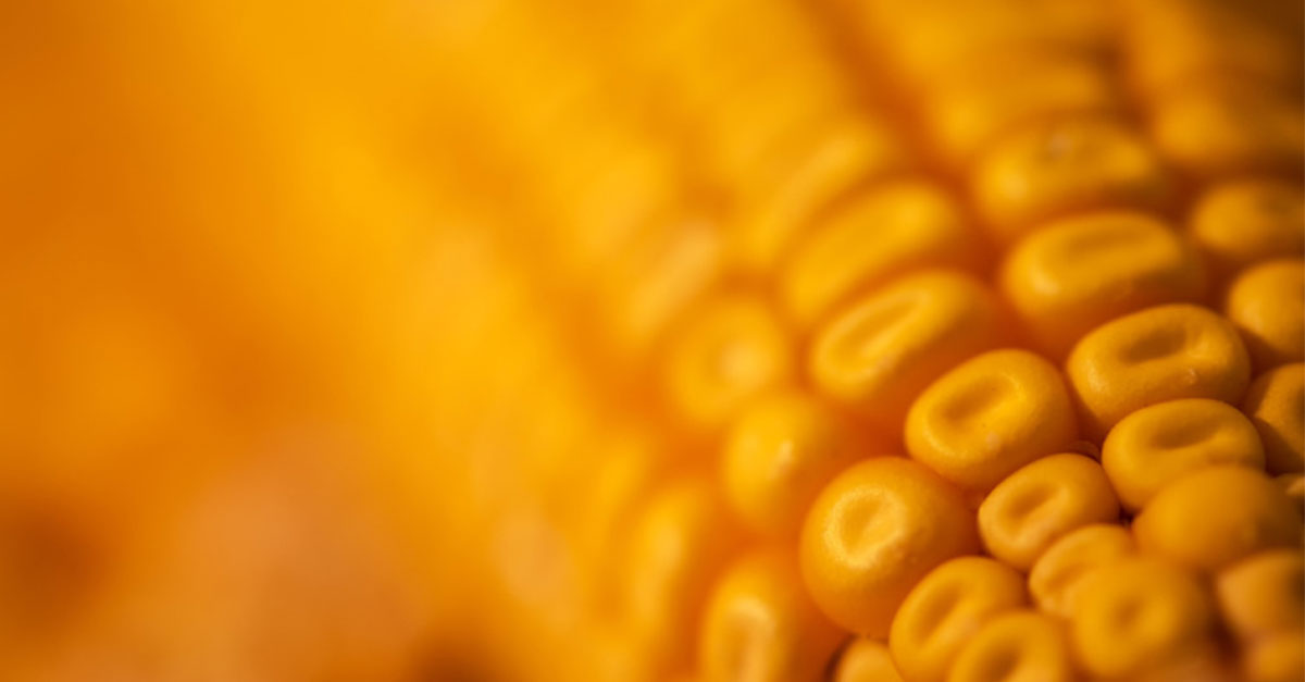 Mais bleibt die wichtigste Quelle für die Herstellung von Bioethanol. 202210_CaseStudy_Mais