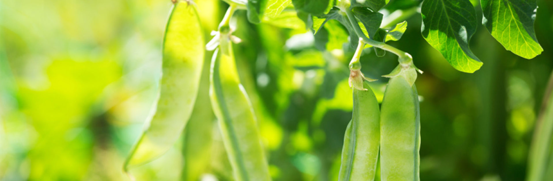 starch in plants