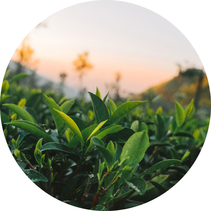 tea-icon tea-icon