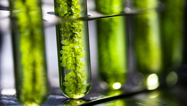 algae-harvesting_10 algae-harvesting_10