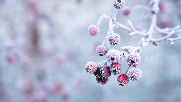 weihnachten_10 weihnachten_10
