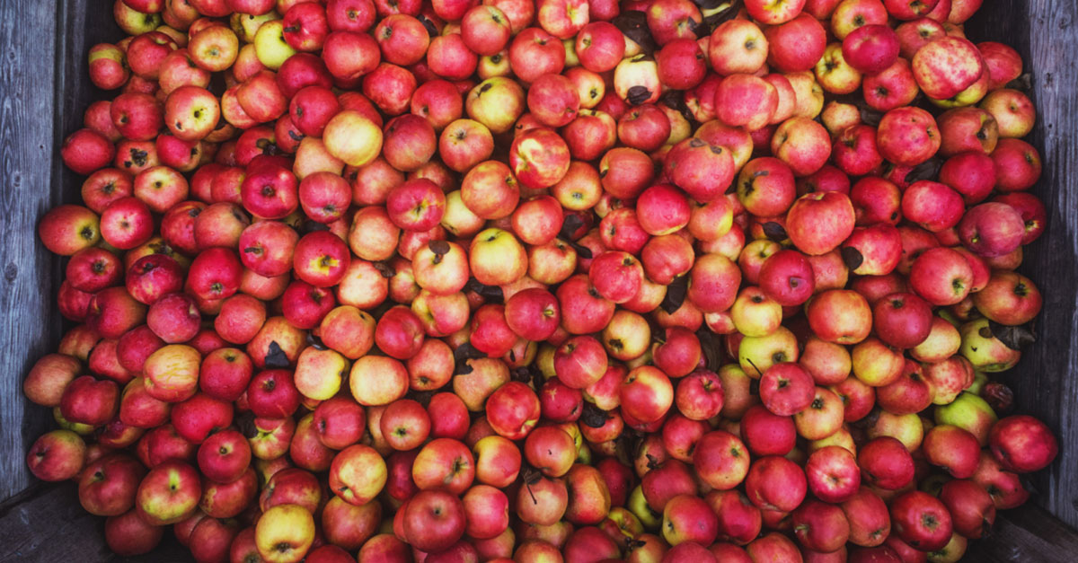 Firma Minard Farms wytłacza cydr z mieszanki dojrzałych, ręcznie zebranych z drzewa jabłek. Firma Minard Farms wytłacza cydr z mieszanki dojrzałych, ręcznie zebranych z drzewa jabłek – nigdy nie używa owoców, które spadły na ziemię.