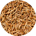 wertstoffe-insekten wertstoffe-insekten